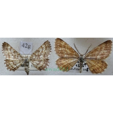 Ematurga atomaria (Linnaeus, 1758) pair Poproch pylinkowiak Czech42g